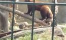ZOO Hluboká ( školní výlet