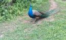 ZOO Hluboká ( školní výlet