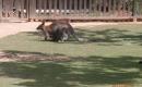 ZOO Hluboká ( školní výlet