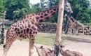 Výlet Zoo Plzeň