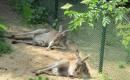 Zoo a dinopark Plzeň 2010