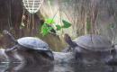 Zoo a dinopark Plzeň 2010